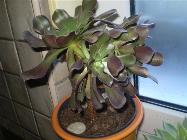 aeonium
